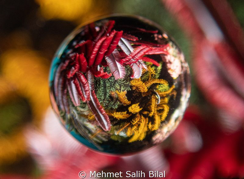 Four colors of Sea feather. 
Saga Magic ball with Olympu... by Mehmet Salih Bilal 