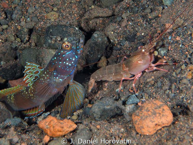 Goby with shrimp by J. Daniel Horovatin 