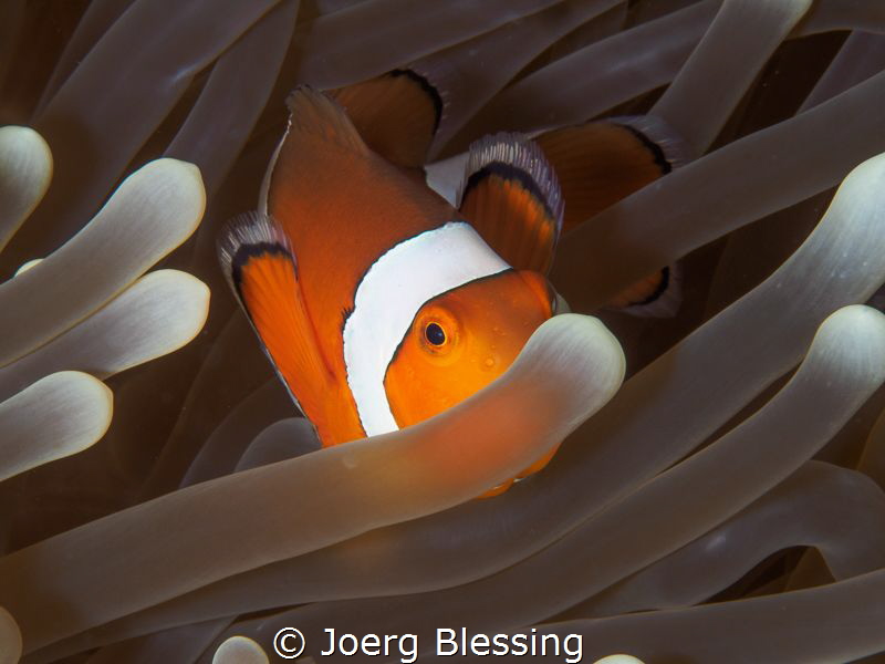 Nemooooo by Joerg Blessing 