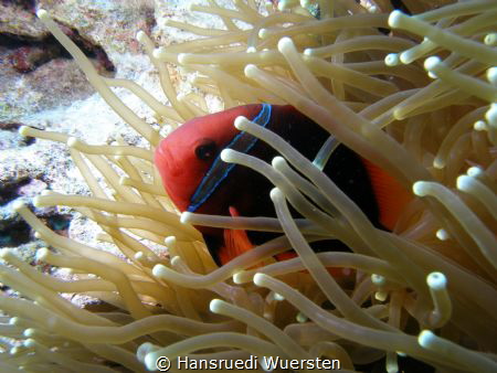 Tomato Anemonefish - Amphiprion frenatus by Hansruedi Wuersten 