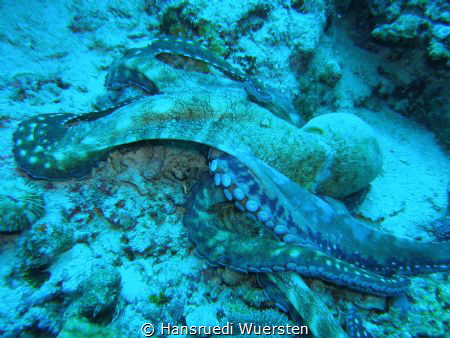 Day Octopus - Octopus cyanea by Hansruedi Wuersten 