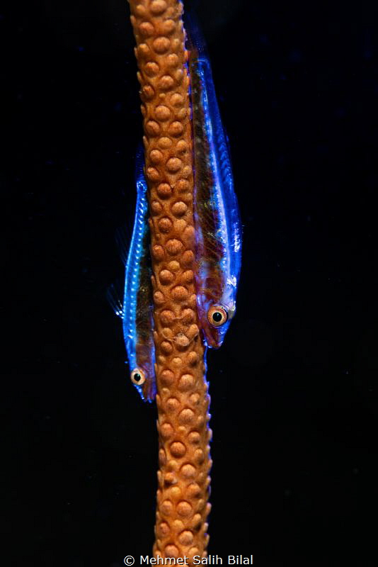 Blue coloration. by Mehmet Salih Bilal 
