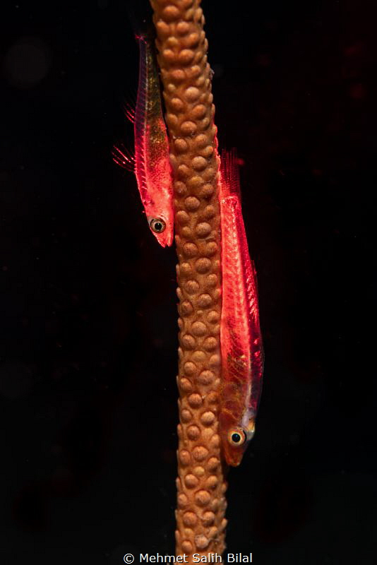 Red coloration. by Mehmet Salih Bilal 