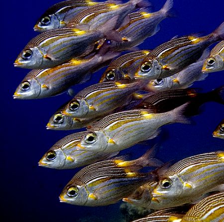Yellowspot Emperors, Maldives, 2005, Nikkor 12-24mm. by Chris Wildblood 