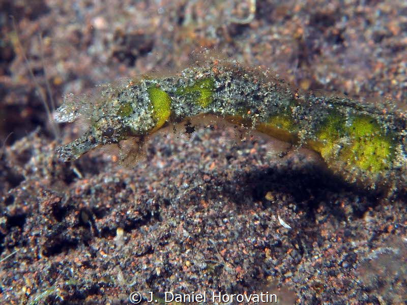 green pipehorse by J. Daniel Horovatin 
