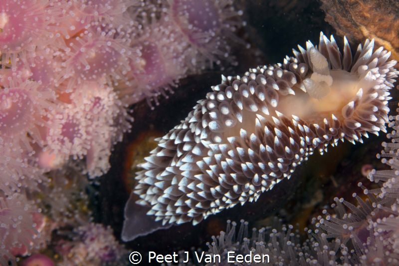 A Bed of Roses
Silver tip nudibranch in a bed of strawbe... by Peet J Van Eeden 