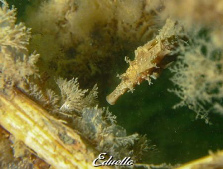 Short seahorse, kortsnuitzeepaardje by Eduard Bello 