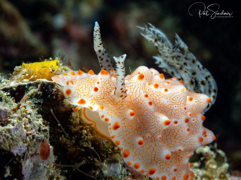 Halgerda batangas its a very odd (mutation) right rhinoph... by Patricia Sinclair 