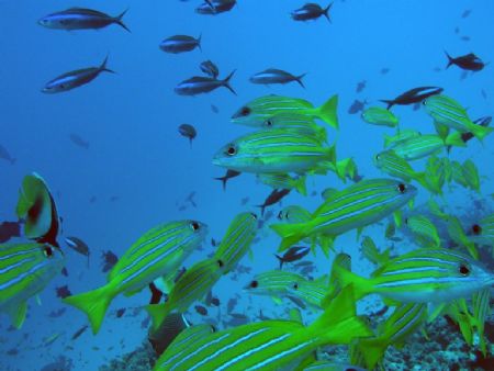 Maldives by Macit Merey 