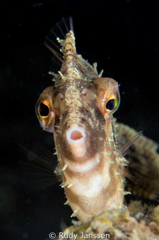 Radial filefish by Rudy Janssen 
