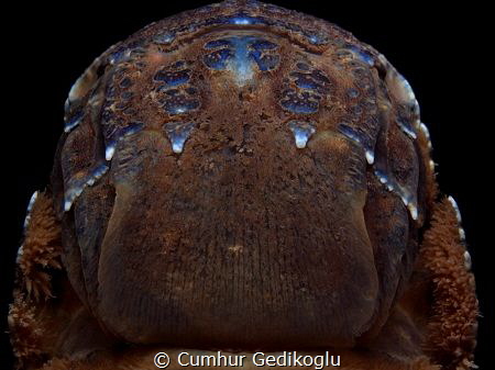 Scyllarus arctus
Symmetric by Cumhur Gedikoglu 