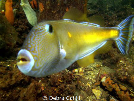 Leather-jacket Fish Edithburgh Jetty South Australia by Debra Cahill 