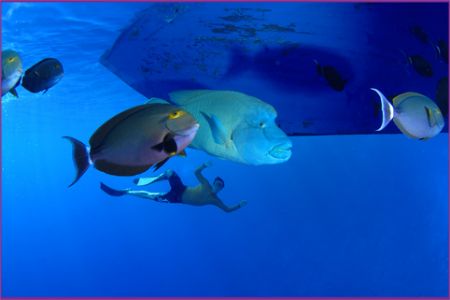 free diving with Wrasse and Surgeons under the liveaboard... by Fiona Ayerst 