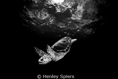 Loggerhead by Henley Spiers 
