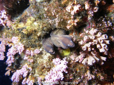 Two Greyface Moray Eels - Gymnothorax thyrsoideus by Hansruedi Wuersten 