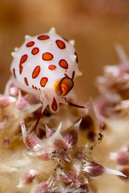 Cowry. by Mehmet Salih Bilal 