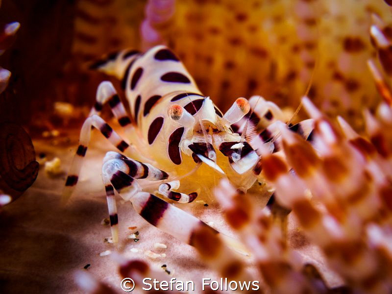 Hideaway

Coleman Shrimp - Periclimenes colemani

Bal... by Stefan Follows 