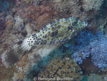 Scraweled Filefish - Aluterus scriptus by Hansruedi Wuersten 