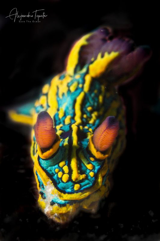 Nudibranch in black, Puerto Vallarta México by Alejandro Topete 