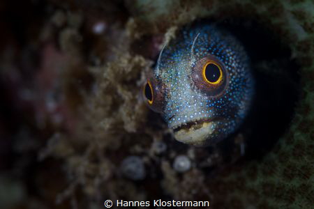 Blenny Supermodel by Hannes Klostermann 