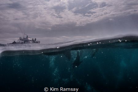 Diving with the seals in Narooma by Kim Ramsay 