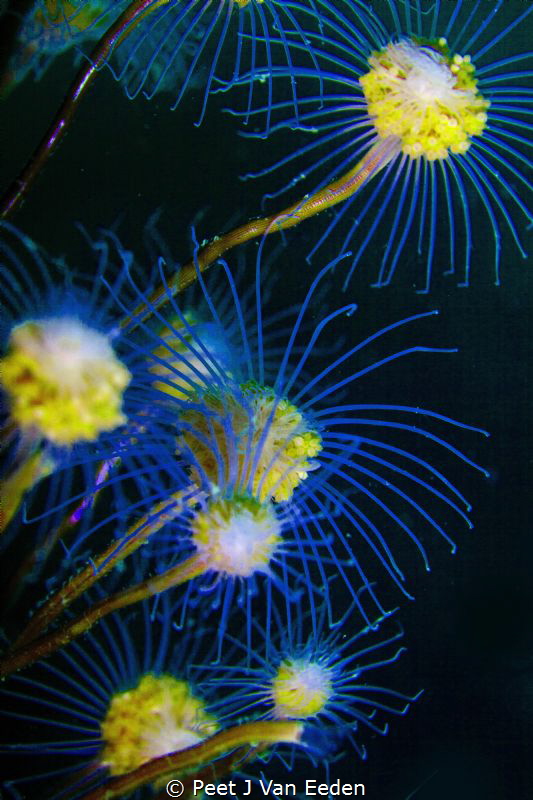 A bouquet of flowers
Tubular Hydroid by Peet J Van Eeden 