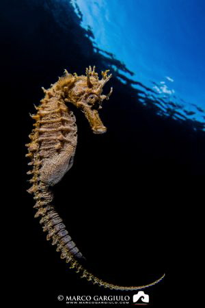 Seahorse by Marco Gargiulo 