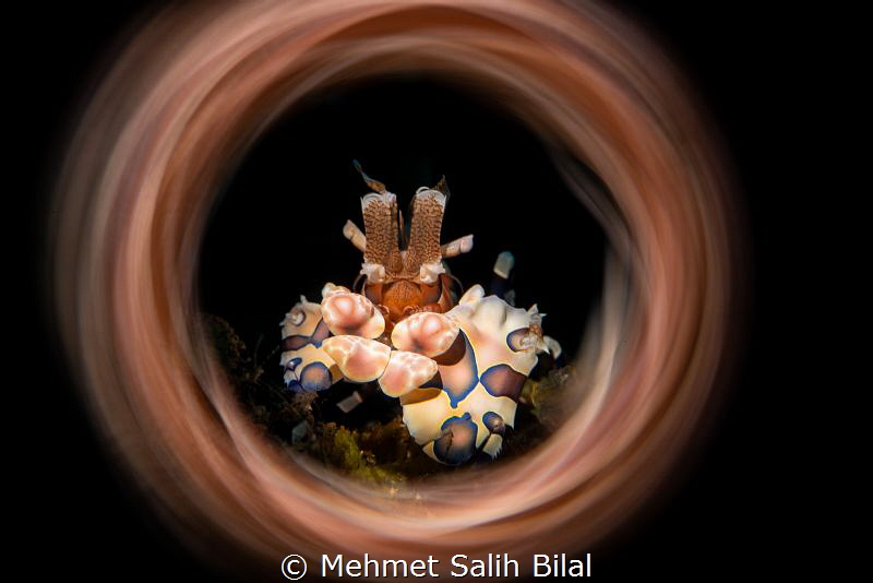 Harlequin shrimp. by Mehmet Salih Bilal 