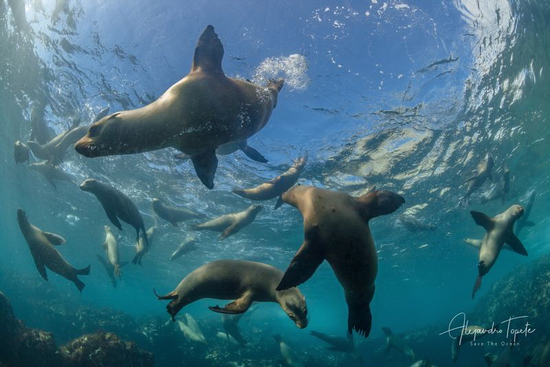 Sea Lion playing around, Magdalena México by Alejandro Topete 