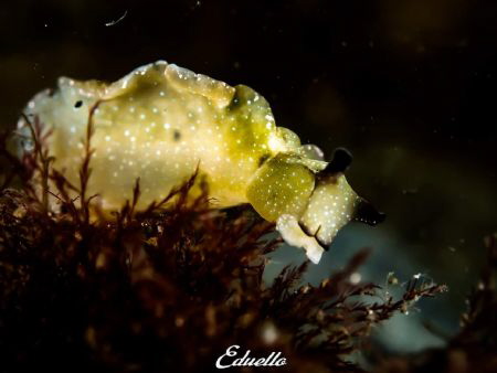 Groene zeewierslak, Elysia viridis by Eduard Bello 