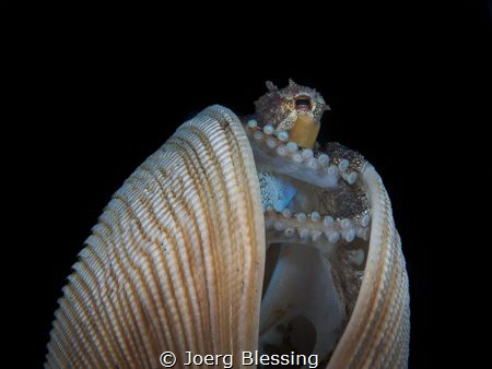 Coconut octopus by Joerg Blessing 