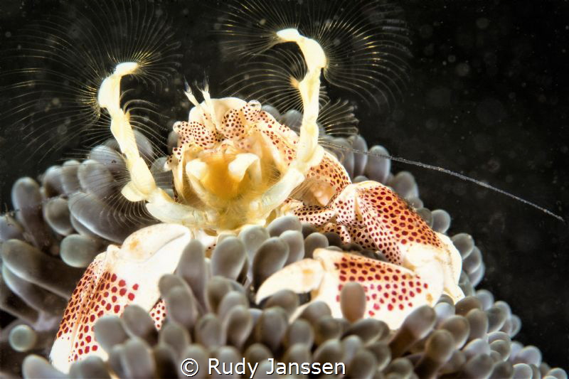 Porcelain crab by Rudy Janssen 