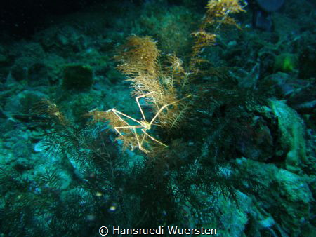 Spider Squat Lobster - Chirostylus sandyi (also known as ... by Hansruedi Wuersten 