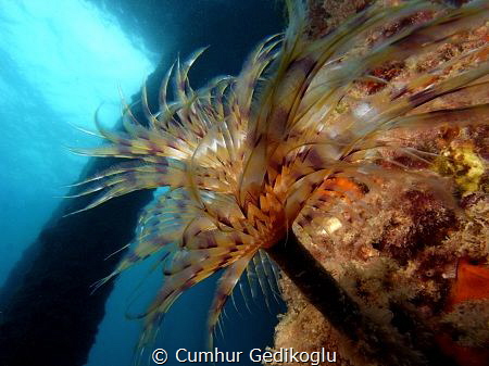 Bispira volutacornis by Cumhur Gedikoglu 