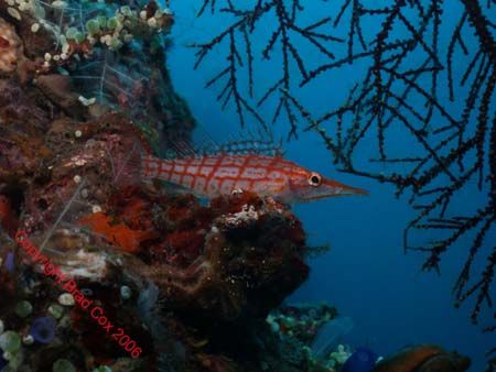 Long nose hawk fish Bali by Brad Cox 