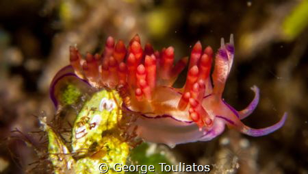 The Big Jump!!! by George Touliatos 