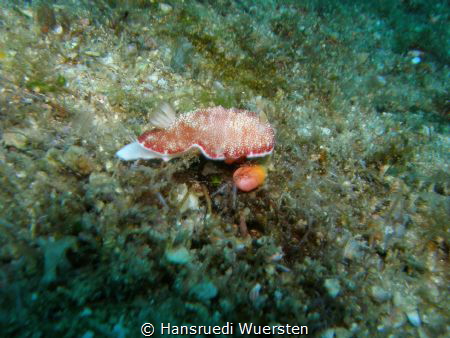 Unknow by Hansruedi Wuersten 