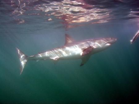 Gansbaai, South Africa. Oh, yes, it's another GREAT WHITE... by Maurizio Carmini 
