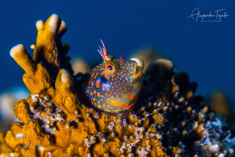 Blenny with blue, Plataforma Tiburon México by Alejandro Topete 