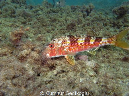 Mullus surmuletus by Cumhur Gedikoglu 