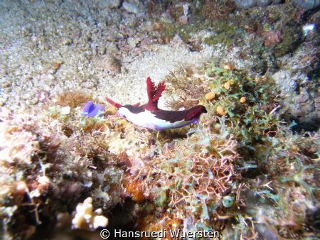 Chamberlain's Nembrotha - Nembrotha chamberlaini by Hansruedi Wuersten 
