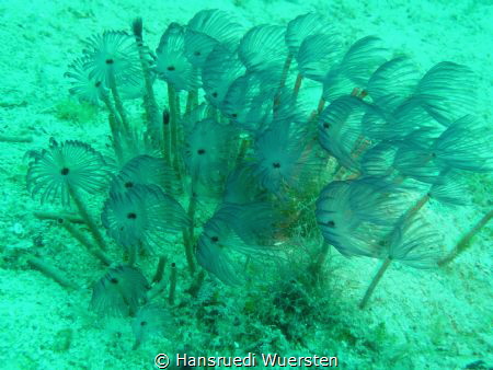 Fan Worm - Sabellastarte by Hansruedi Wuersten 