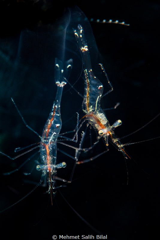 Shrimp couple.
Thanks to Ajiex Dharma for snooting. by Mehmet Salih Bilal 
