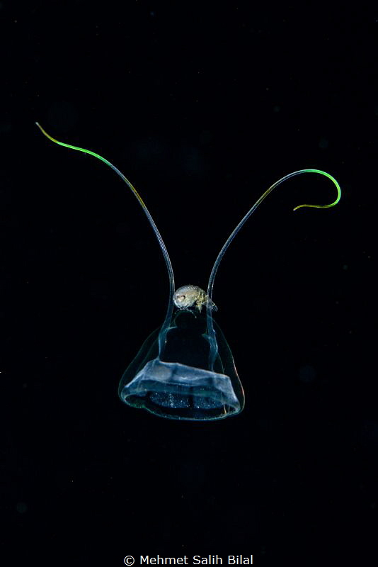 Amphipod is travelling at business class. by Mehmet Salih Bilal 