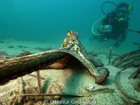 Octopus vulgaris
Oops!Leave my camera by Cumhur Gedikoglu 