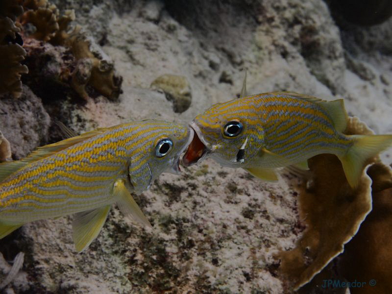 A Valentine's kiss for you! by Jim Meador 