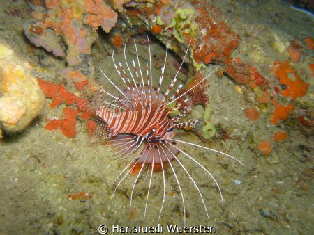 Zebra Lionfish - Dendrochirus zebra by Hansruedi Wuersten 
