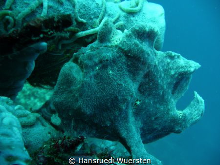 Giant frogfish - Antennarius commerson by Hansruedi Wuersten 