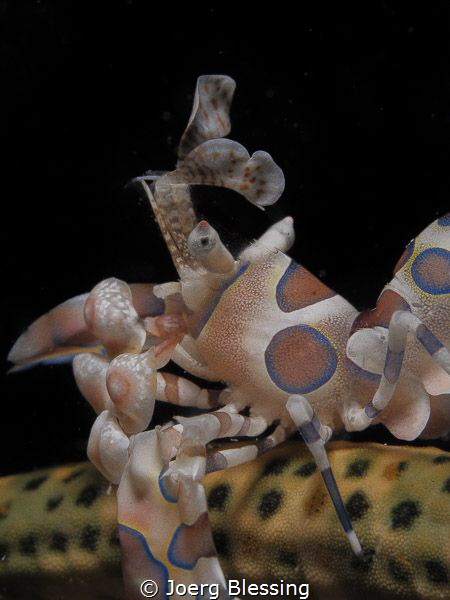 Got some Harlequin shrimp on our house reef right now. Ne... by Joerg Blessing 