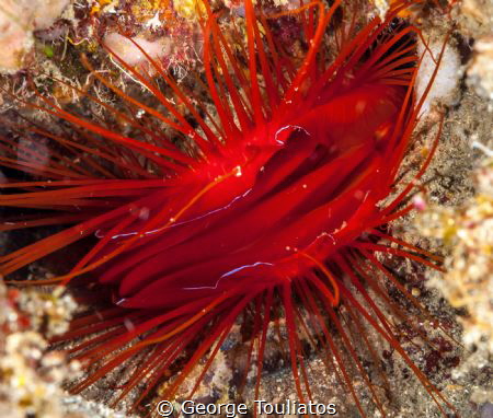 "Electric" Clam!!! by George Touliatos 